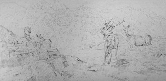 Roaring red deer stag - painting commission sketch